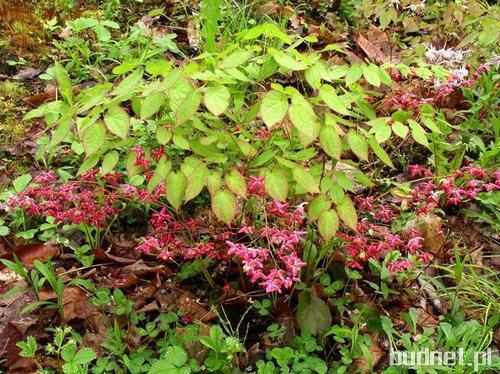 Epimedium czerwone - kwiat Elfów